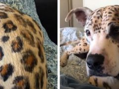 С помощью краски пёс стал похож на леопарда