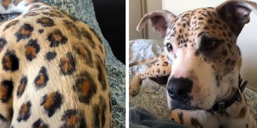 С помощью краски пёс стал похож на леопарда