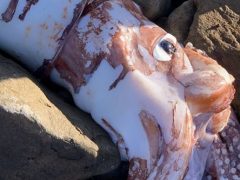 Учёных удивил гигантский кальмар с глазами размером с обеденную тарелку
