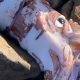 Учёных удивил гигантский кальмар с глазами размером с обеденную тарелку