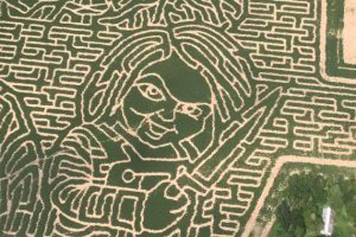На кукурузном поле появился лабиринт, претендующий на мировой рекорд