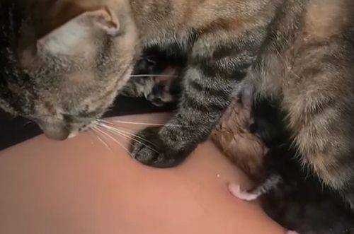 Кошка родила котят на коленях у хозяйки