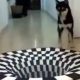 Оптическую иллюзию на коврике видят не только люди, но и животные
