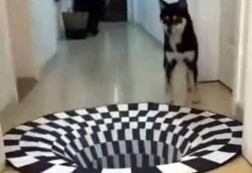 Оптическую иллюзию на коврике видят не только люди, но и животные