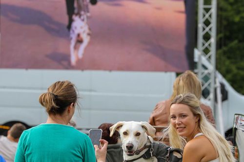 Любители животных побили мировой рекорд, явившись с собаками на просмотр кино под открытым небом