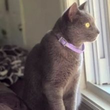 Потерявшаяся кошка не только нашла свой дом, но и позвонила в дверной звонок
