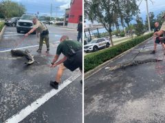 Аллигатора, шлявшегося возле ресторана, поймали и связали скотчем