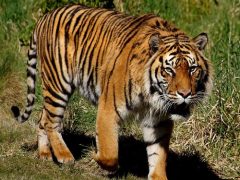 Отважная мать спасла маленького сына из пасти тигра
