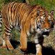 Отважная мать спасла маленького сына из пасти тигра