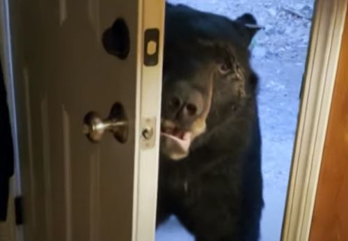 Медведь послушался домовладелицу, велевшую ему закрыть дверь
