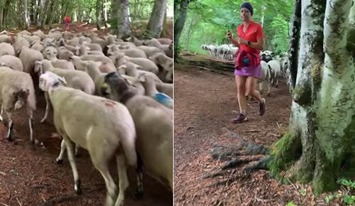 Заблудившиеся овцы пустились в погоню за бегуньей