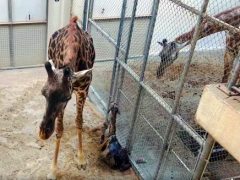 Самка жирафа родила детёныша на глазах у посетителей зоопарка