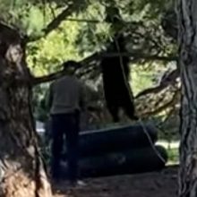 Медведь, пришедший на территорию университета, забрался на дерево