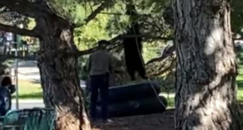 Медведь, пришедший на территорию университета, забрался на дерево