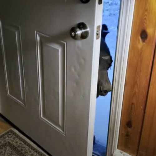 Медведь послушался домовладелицу, велевшую ему закрыть дверь