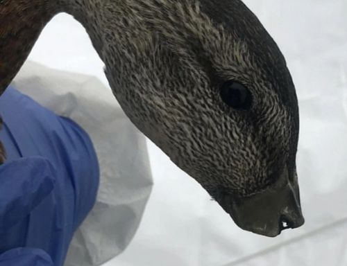 Специалисты уверены, что утки без клювов стали жертвой человеческой жестокости