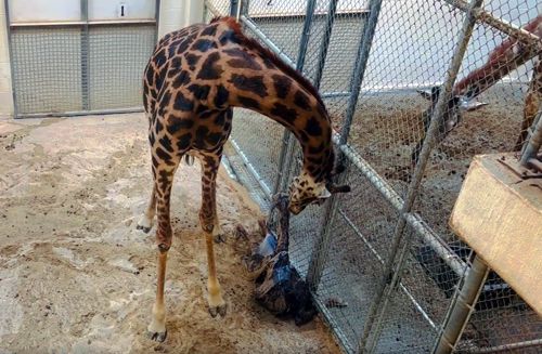 Самка жирафа родила детёныша на глазах у посетителей зоопарка