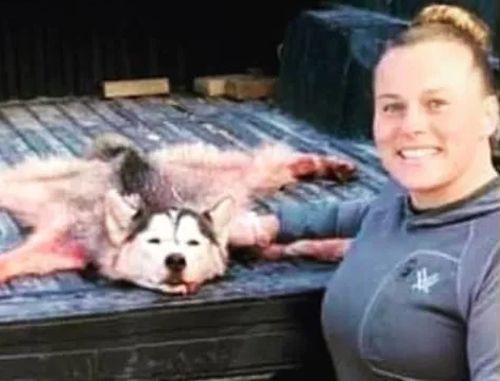 Охотница, которая похвасталась убитым волком, на самом деле застрелила хаски
