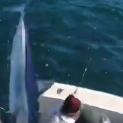 Акула выпрыгнула из воды в лодку и напугала рыбаков