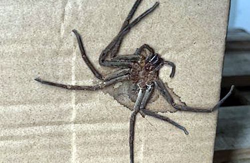 Получатель обнаружил в посылке огромного мёртвого паука