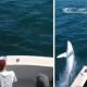 Акула выпрыгнула из воды в лодку и напугала рыбаков