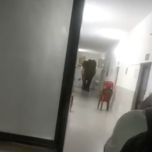 Три слона погуляли по госпиталю, протискиваясь по узким коридорам