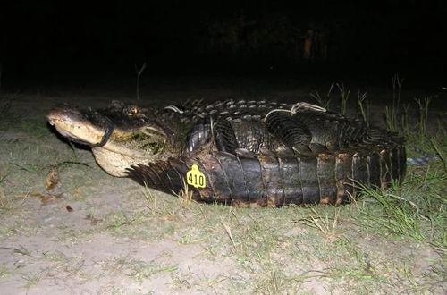 Пойманная самка аллигатора признана самой крупной в штате Миссисипи