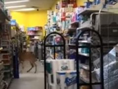Олень, явившийся в магазин, напугал покупателей и напугался сам
