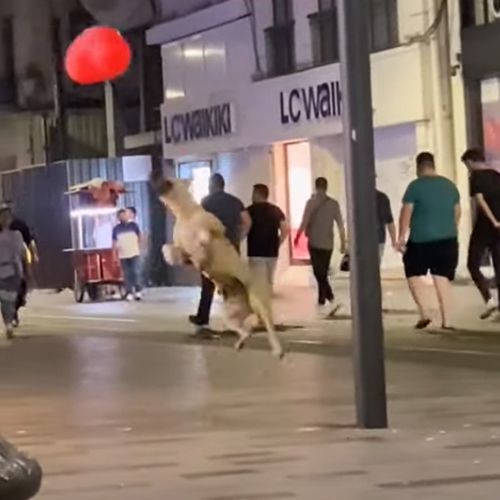 Бездомная собака принялась играть с воздушным шаром в форме сердца