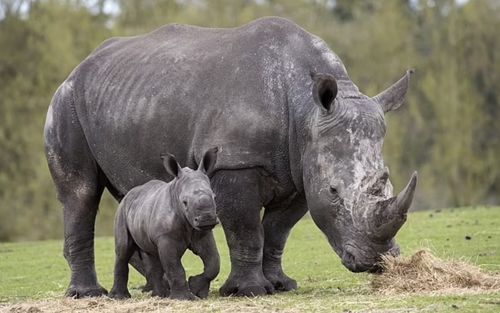Носороги так увлеклись брачными играми, что повредили машину посетительницы сафари-парка