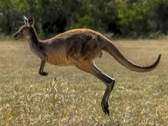 Дикий кенгуру, из которого сделали домашнего питомца, напал на хозяина и убил его
