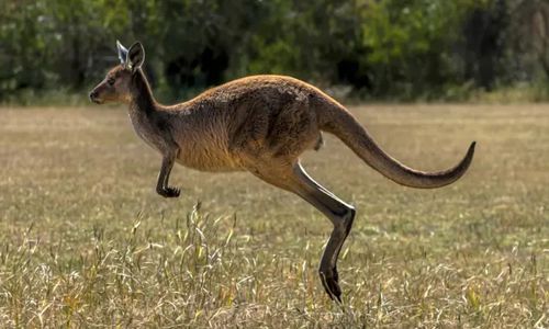 Дикий кенгуру, из которого сделали домашнего питомца, напал на хозяина и убил его