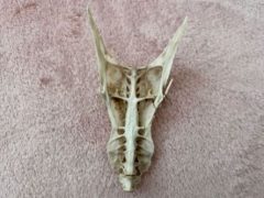 Людей удивил «череп дракона», найденный на пляже