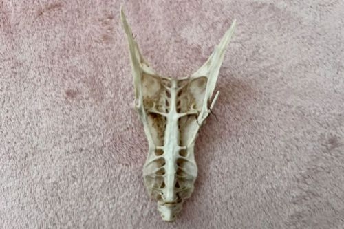 Людей удивил «череп дракона», найденный на пляже