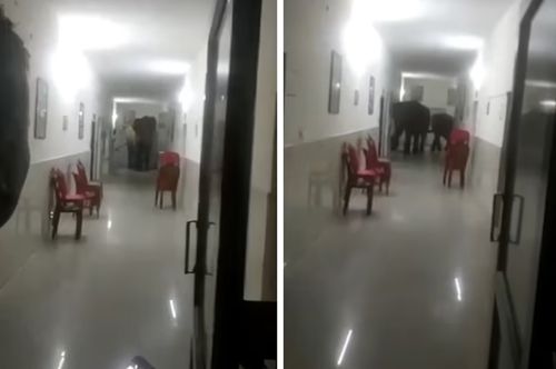Три слона погуляли по госпиталю, протискиваясь по узким коридорам