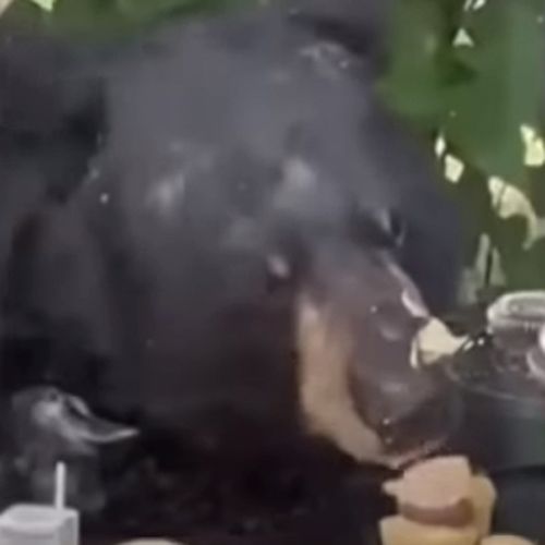 Медведь пришёл на детский день рождения и без спроса наелся кексов