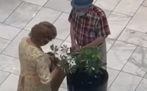 Пожилые покупатели стащили растение из торгового центра