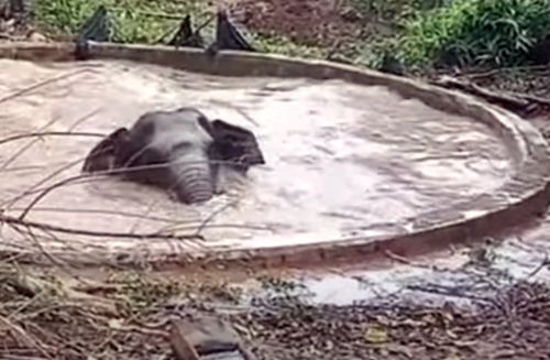 Неравнодушные люди помогли слону, упавшему в пруд