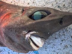 Рыбак поймал акулу с огромными глазами и странными зубами