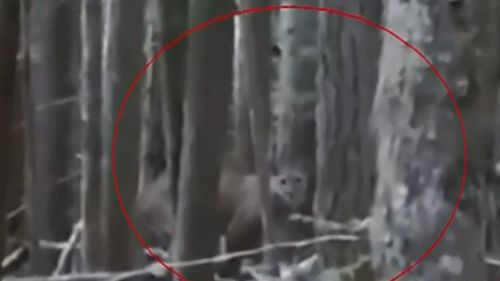 Мужчина, повстречавший в лесу пуму, признался, что был готов к смерти
