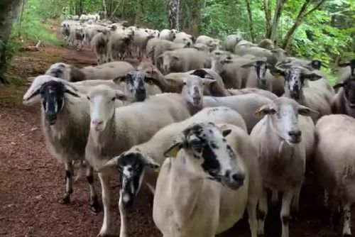Заблудившиеся овцы пустились в погоню за бегуньей