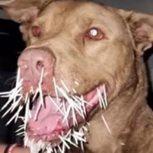 Пёс, подравшийся с дикобразом, получил множественные ужасные раны и скончался