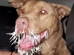 Пёс, подравшийся с дикобразом, получил множественные ужасные раны и скончался