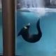 Выдры в зоопарке продемонстрировали искусство синхронного плавания