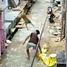 Мужчина, кидавший камни в обезьян, был сбит с ног одним из животных