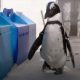 Пингвину с больным позвоночником подарили ортопедические ботиночки