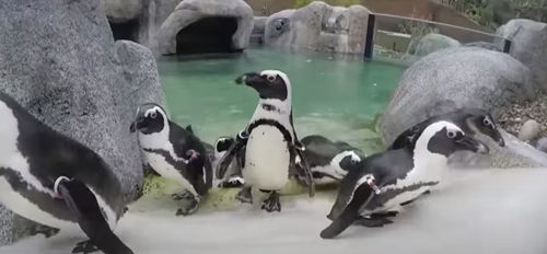 Пингвину с больным позвоночником подарили ортопедические ботиночки