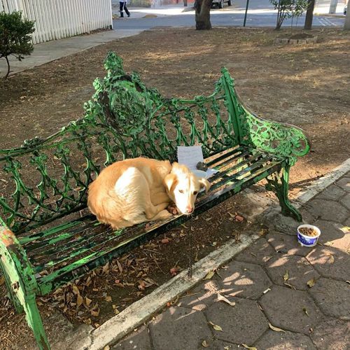 Маленький хозяин привязал пса к скамейке в парке и оставил его с трагической запиской