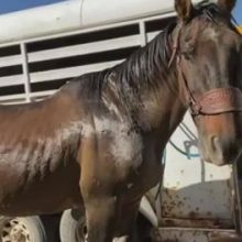 Сбежавший конь на восемь лет прибился к стаду диких мустангов