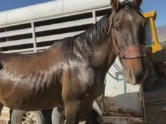 Сбежавший конь на восемь лет прибился к стаду диких мустангов